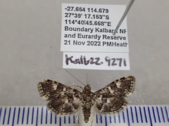 Nacoleia megaspilalis