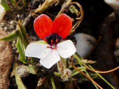 Pelargonium tricolor