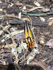 Semiotus intermedius