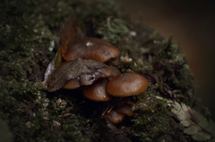 Psathyrella echinata