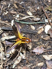 Semiotus intermedius