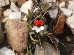 Pelargonium tricolor