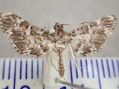 Nacoleia