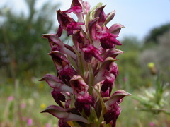 Anacamptis coriophora fragrans