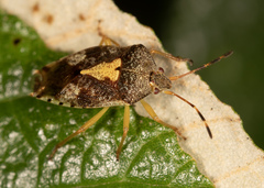 Eupolemus insularis