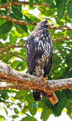 Buteogallus