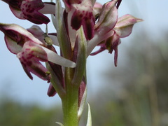 Anacamptis coriophora fragrans