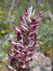 Anacamptis coriophora fragrans