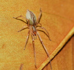Cheiracanthiidae