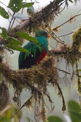 Pharomachrus auriceps