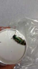 Buprestis rufipes