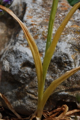 Anacamptis coriophora fragrans