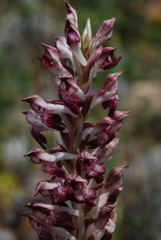 Anacamptis coriophora fragrans