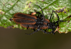 Trichalus