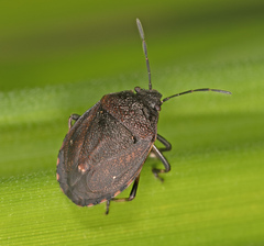 Platycoris rugosus