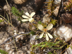 Pelargonium pinnatum
