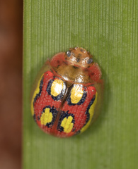 Paropsisterna nobilitata