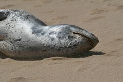 Hydrurga leptonyx