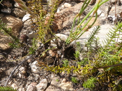 Pelargonium pinnatum