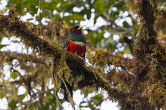 Trogon personatus