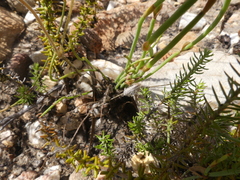 Pelargonium pinnatum