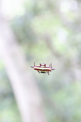 Gasteracantha fornicata
