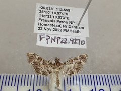 Nacoleia