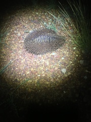 Tachyglossus aculeatus acanthion