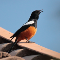 Thamnolaea cinnamomeiventris