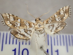 Sameodes iolealis