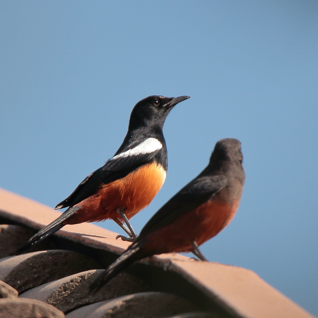 Mocking Cliff-Chat photo