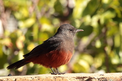 Thamnolaea cinnamomeiventris