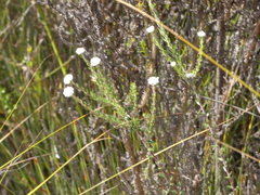 Phylica mairei
