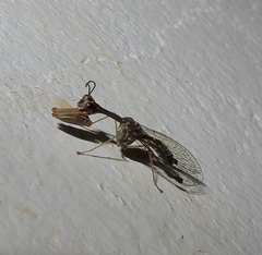 Mantispinae