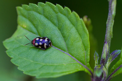 Alagoasa trifasciata