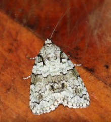 Blenina squamifera