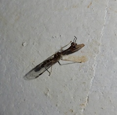 Mantispinae