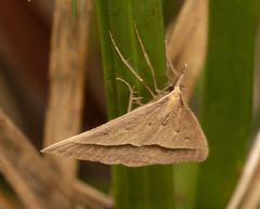 Epidesmia hypenaria