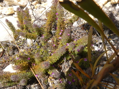 Muraltia ciliaris