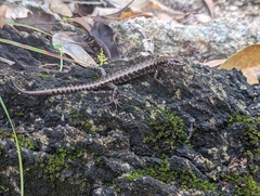 Concinnia tenuis