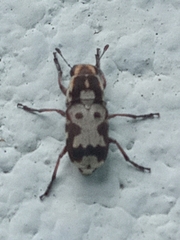 Gymnognathus