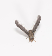 Trypetisoma digitatum