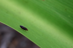 Cephaloconus tenebrosus