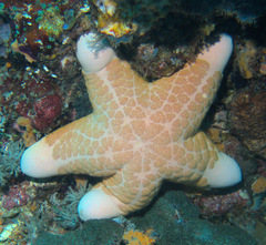 Choriaster granulatus