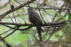 Cacomantis variolosus