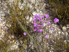 Lampranthus falcatus