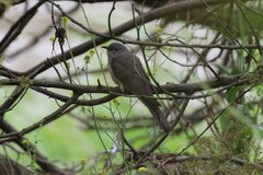 Cacomantis variolosus