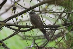 Cacomantis variolosus