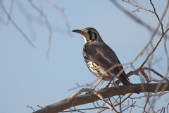 Turdus litsitsirupa