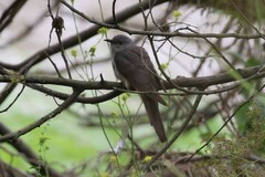 Cacomantis variolosus